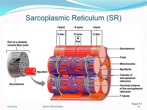 Skeletal Muscle Structure Function And Plasticity The Physiological Basis Of Rehabilitation 11
