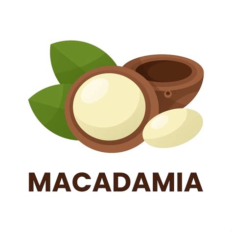 macadamia icon logo premium vector