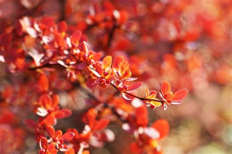 Barberry Leaves Plant Red Free Photo On Pixabay Pixabay