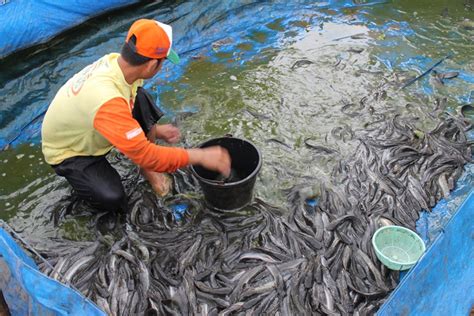 Cara Bikin Aplikasi Ternak Lele Cara Ternak