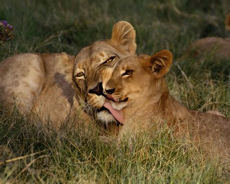 COVID 19 New Updates Sironka Tours Safaris Limited