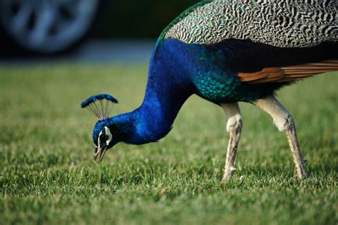 Hear In Socal The Peacocks Of Arcadia Laist Npr News For Southern