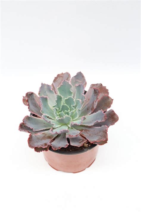 Echeveria Shaviana Pink Frills Planthiza