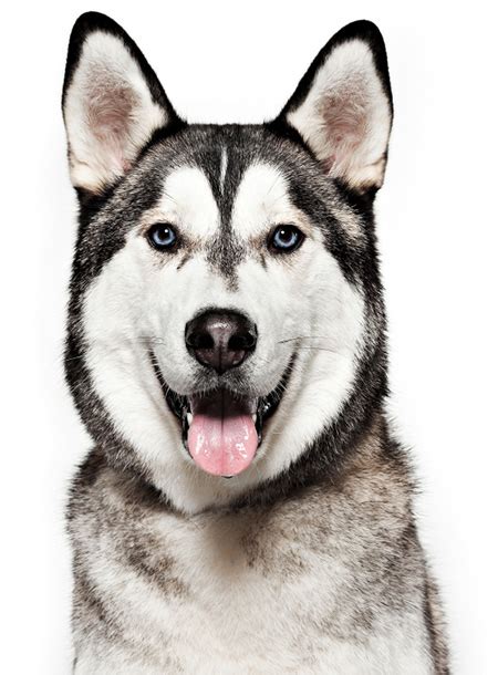 spirit siberian rescue helpful information  huskies