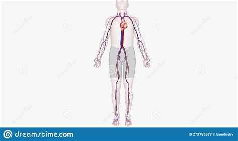 Votre Coeur Est Un Organe Musculaire Qui Est Responsable De Pomper Du