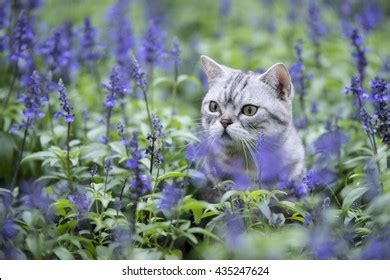 2,064 Lavender cat Images, Stock Photos & Vectors | Shutterstock