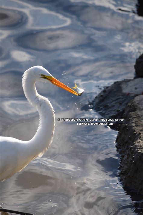 Through Open Lens