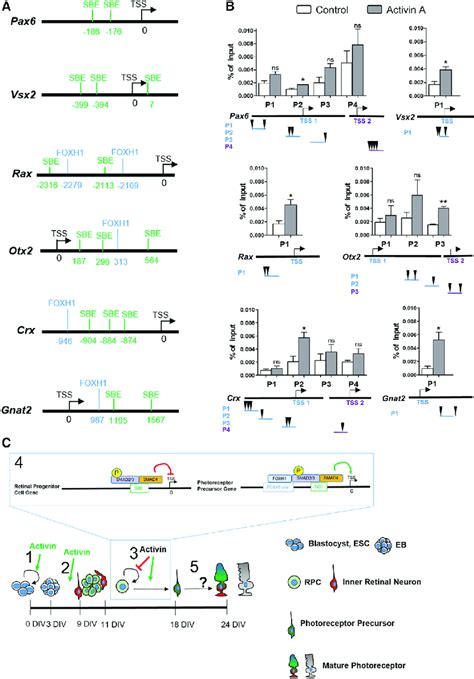 Smad Binds To Promoter Regions Of Key Rpc And Photoreceptor Genes