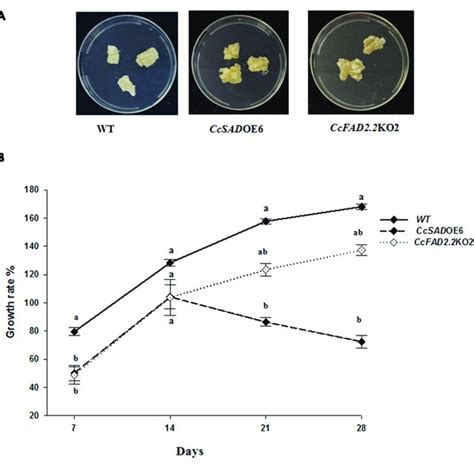 Phenotype And Growth Of Cardoon Lines A Phenotype Of C