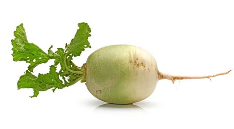 Зеленая редька: чем хороша и что с ней делать — читать на Gastronom.ru