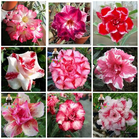 Купить 2 шт настоящие адениевые растения экзотические пустынные розы ...