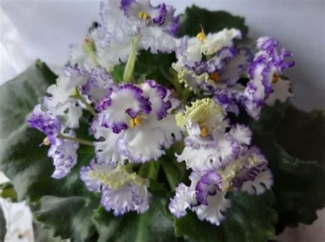 Как пересадить фиалку – в домашних условиях, пошагово, в другой горшок ...