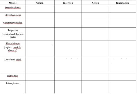 Muscle Chart pg. 2 Diagram | Quizlet