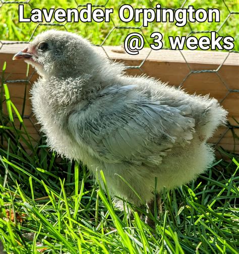 LavenderOrpington.jpg | BackYard Chickens - Learn How to Raise Chickens