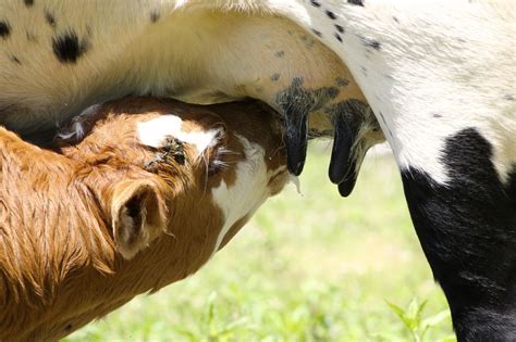 Baby Calf Nursing In Mt Vernon Texas