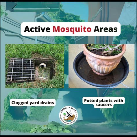 how to eliminate mosquito at home 7