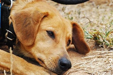 Cómo saber si mi perro está envenenado 5 pasos