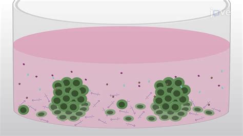 Isolating Induced Neural Progenitor Cell Colonies Derived From Adult