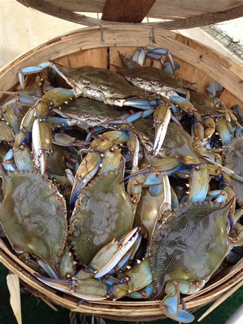 Maryland Crabs | Hunting
