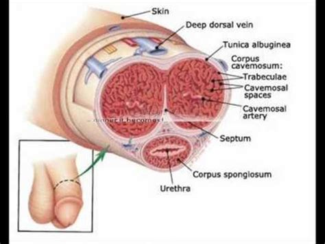 Penis Exercises ,Natural Penis Enlargement , Penis Growth - YouTube 