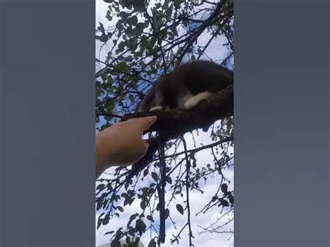 Древесный Кот крадётся - YouTube