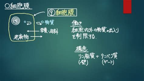 1章1節⑥細胞小器官 細胞質基質と細胞液の違いはわかりますか？ 板書で学ぶ！生物学