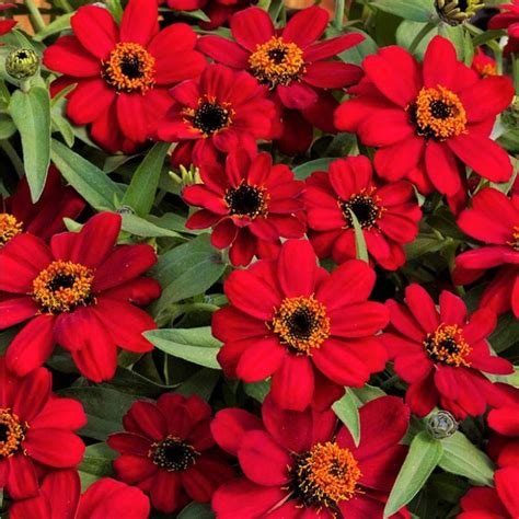 Zinnia Profusion Red - Moss Greenhouses