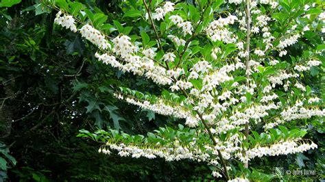 Стиракс (46 фото) » НА ДАЧЕ ФОТО