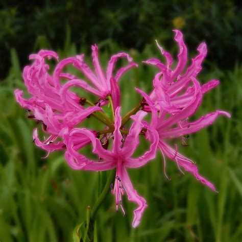 Naked Lady Flower Photograph By Mark Blauhoefer Fine Art America