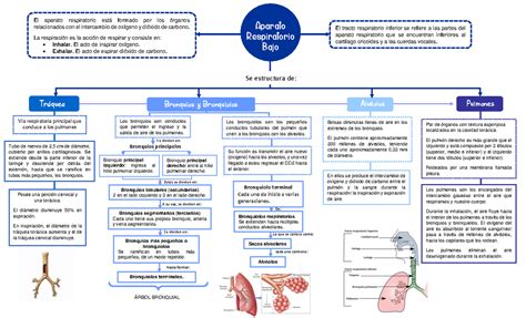 Mapa Conceptual Sistema Respiratorio Aparato Respiratorio Bajo Tr