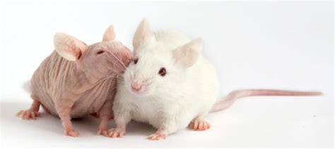2 nude mice Cuaderno de Cultura Científica