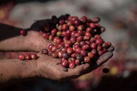 Coffee Certifications The Ultimate Guide To Organic Fair Trade And