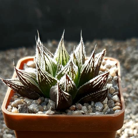 Haworthia Cooperi Cvmurasaki Emaki — Cactus Shop