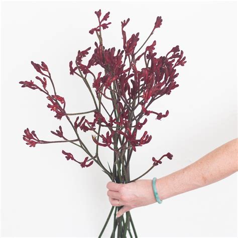 kangaroo paw flower 4