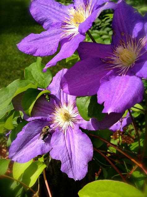 Climbing Clematis Miracle Farms Landscaping Nh