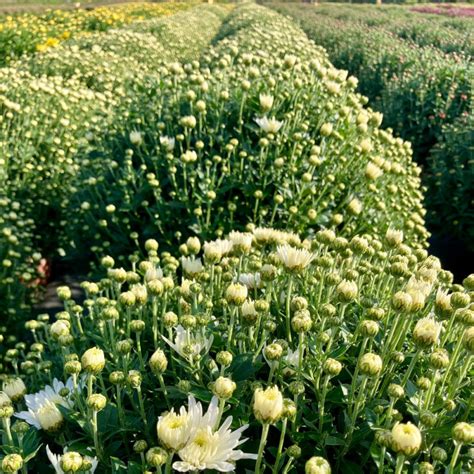 Acheter Chrysanth Me Pomponnette Blanc Pas Cher Sur Coclicoh