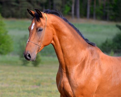 Akhal Teke Horse Information Horse Name Ideas