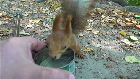 Покормил Белку с Глазиком / I fed Squirrel with Eye - YouTube
