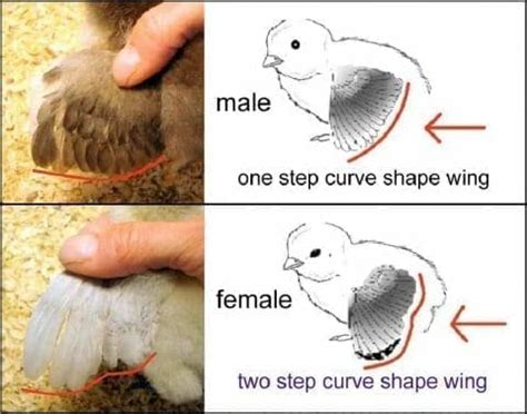 How To Sex Chickens A Comprehensive Guide To Sexing Chicks