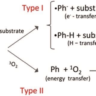 Schematic Representation Of Different Types Of Photosensitization