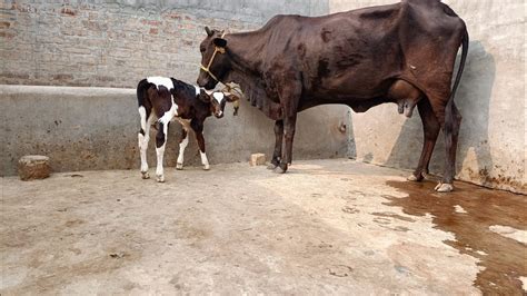 76578 14882 Cross Cow For Sale Village Bhadaur Barnala YouTube