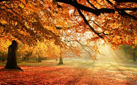 Autumn Tree Wallpaper - WallpaperSafari