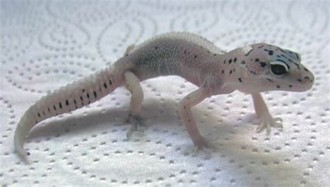 Leopard Gecko Morph Special The Ghost Gecko Time Gecko Time