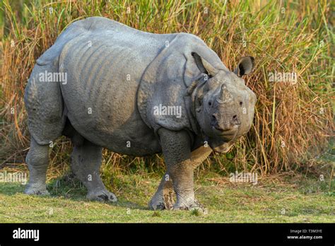 One Horned Indian Rhinoceros Or Rhinoceros Unicornis In Kaziranga