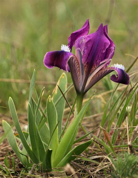 Iris pumila_4005 | View full size please! | Henrik Gyurkovics | Flickr