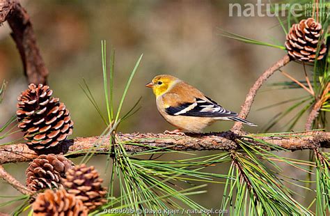 Stock Photo Of Male American Goldfinch Carduelis Tristis In Winter