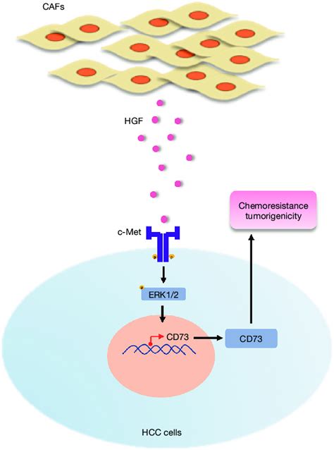 A Schematic Illustration Of The Crosstalk Between Cafs And Hcc Cells Download Scientific