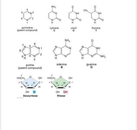 Solved 6. a. Draw the structure of the deoxyribonucleotide | Chegg.com