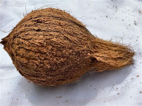 A Grade Solid Semi Husked Coconut Packaging Size Kg Coconut Size