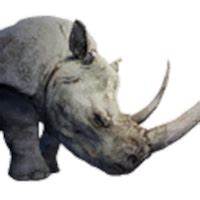 Rhino (White) - Conan Exiles Database | Gamer Guides®